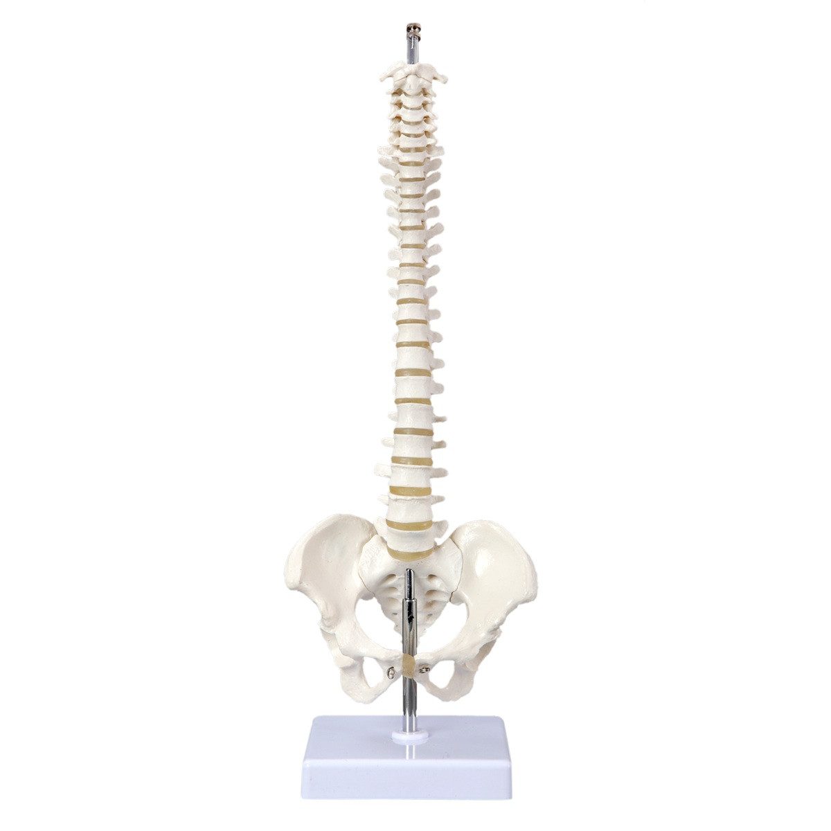 Cranstein Scientific Dekoobjekt Mini Wirbelsäule Anatomie Modell ca 40cm flexibel auf Stativ stehend