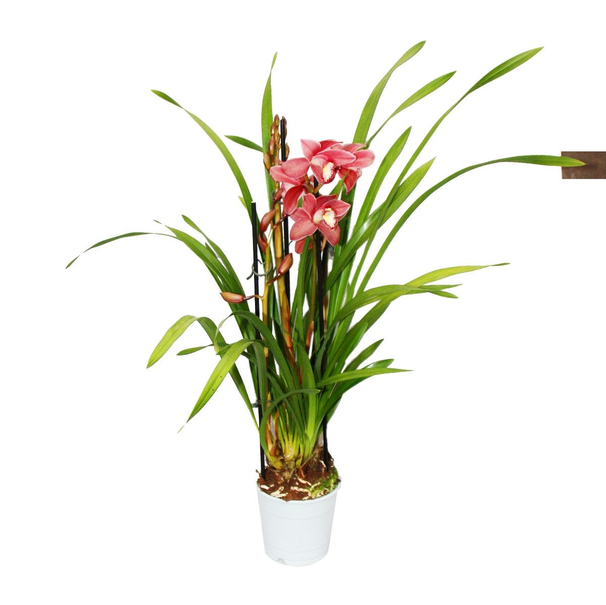 Exotenherz Zimmerpflanze Cymbidium Orchidee - Kahnorchidee - Die Orchidee für kühle Räume
