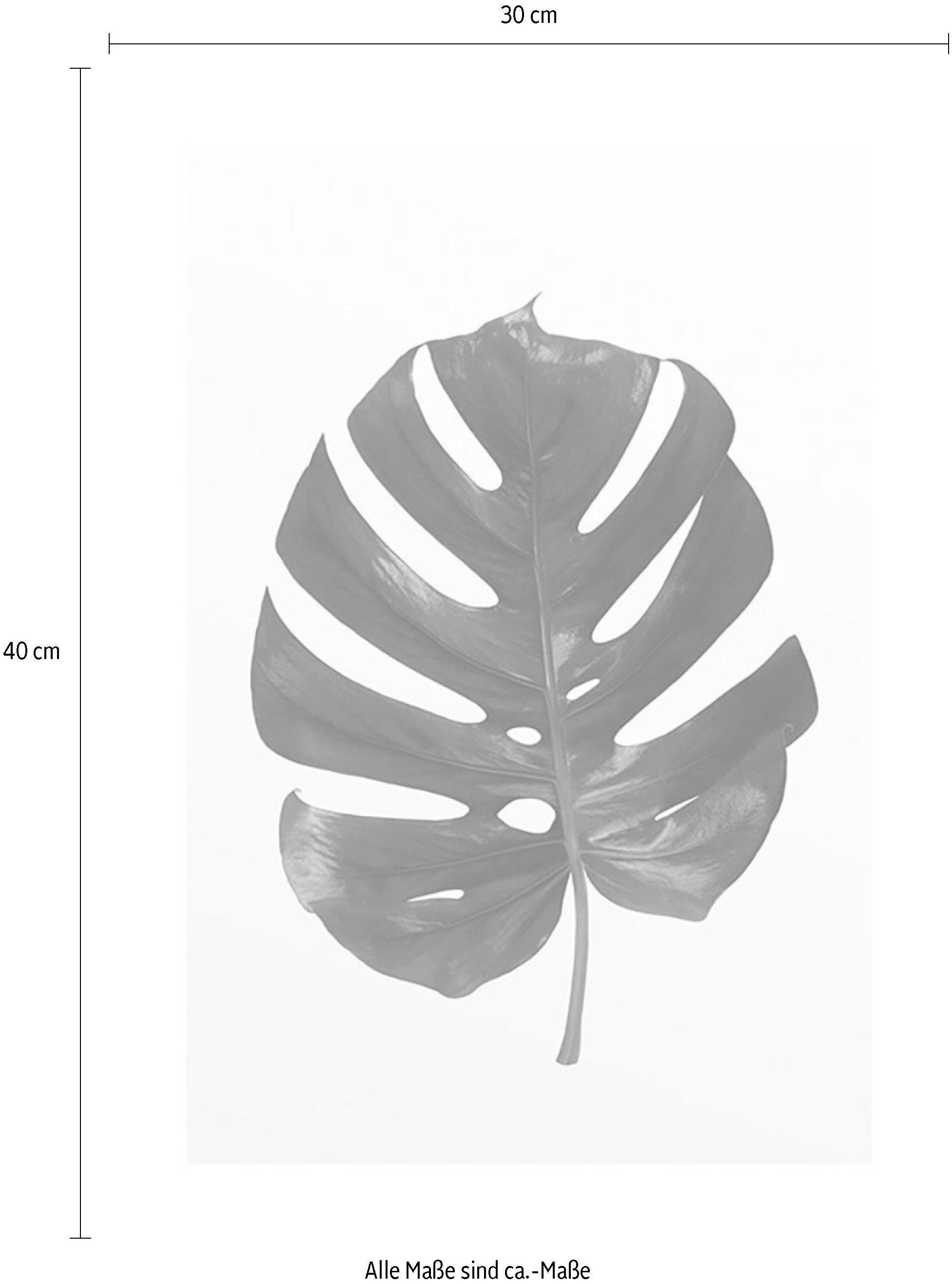 Komar Bild Monstera Leaf, Blätter, Pflanzen (1 St), Wandbild zur Dekoration - ohne Rahmen. € 13,34