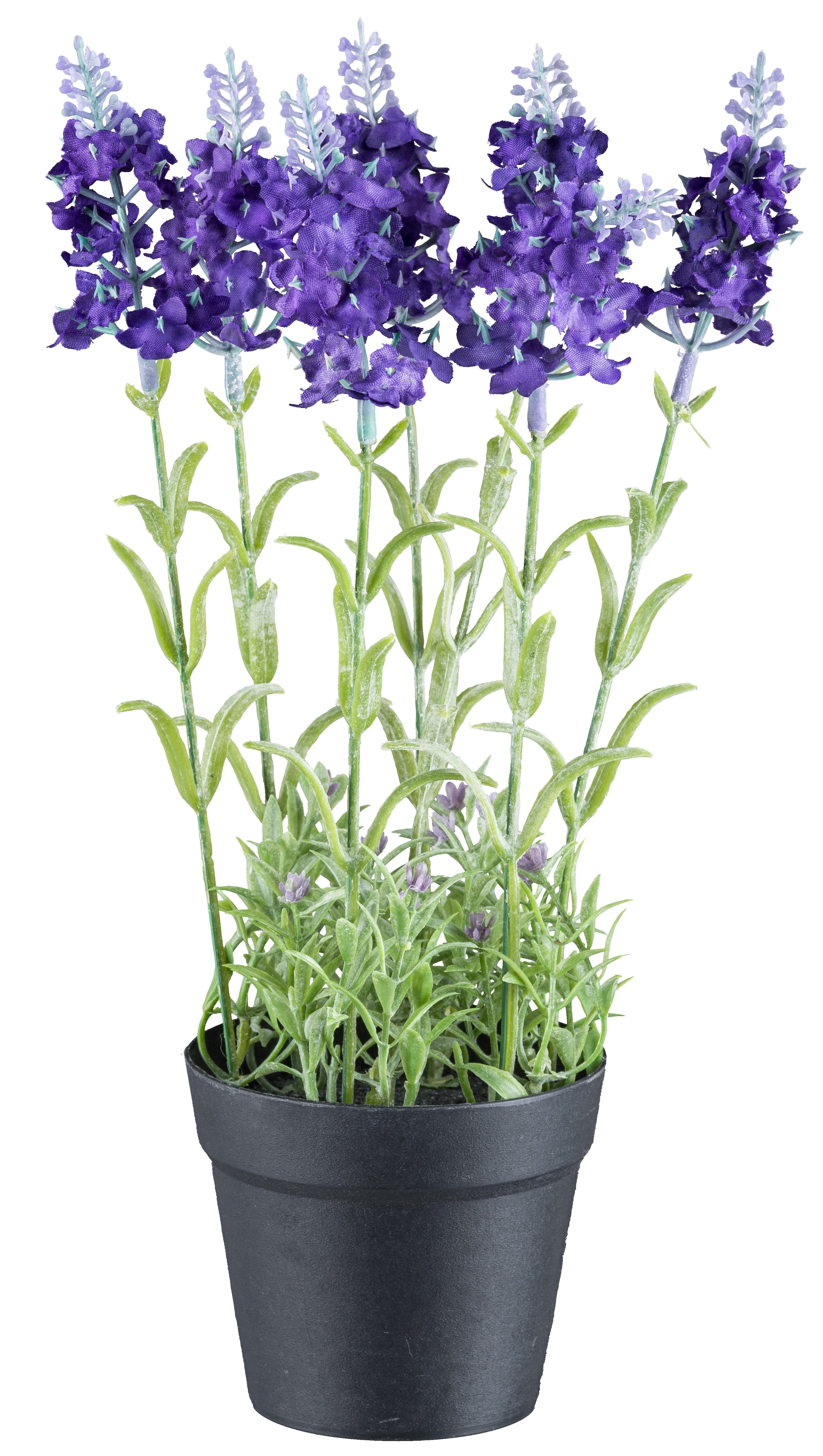 Kunstpflanze Lavendel, Creativ green, Höhe 29 günstig online kaufen
