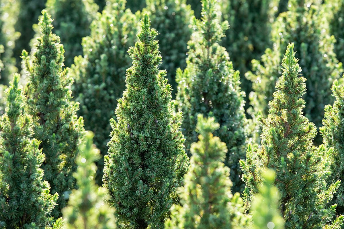Garten von Ehren Konifere Picea glauca Conica Containerware 60-70 cm hoch