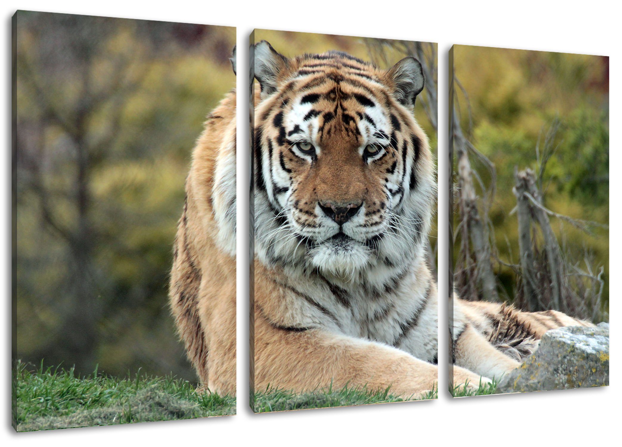 Pixxprint Leinwandbild schöner Tiger auf Wiese, schöner Tiger auf Wiese 3Teiler (120x80cm) (1 St), Leinwandbild fertig bespannt, inkl. Zackenaufhänger