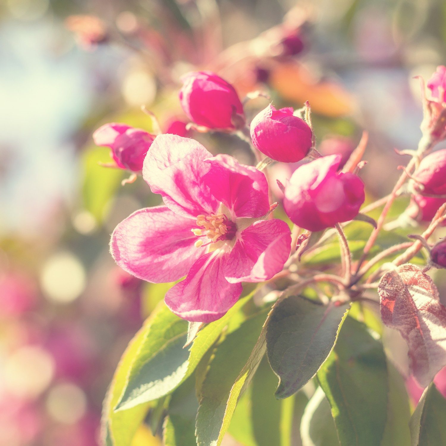 Wallario Möbelfolie Frühlingszauber