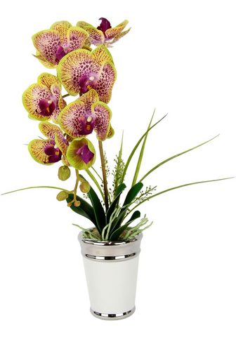 I.GE.A. Kunstblume »Orchidee« aukštis 52 cm im...