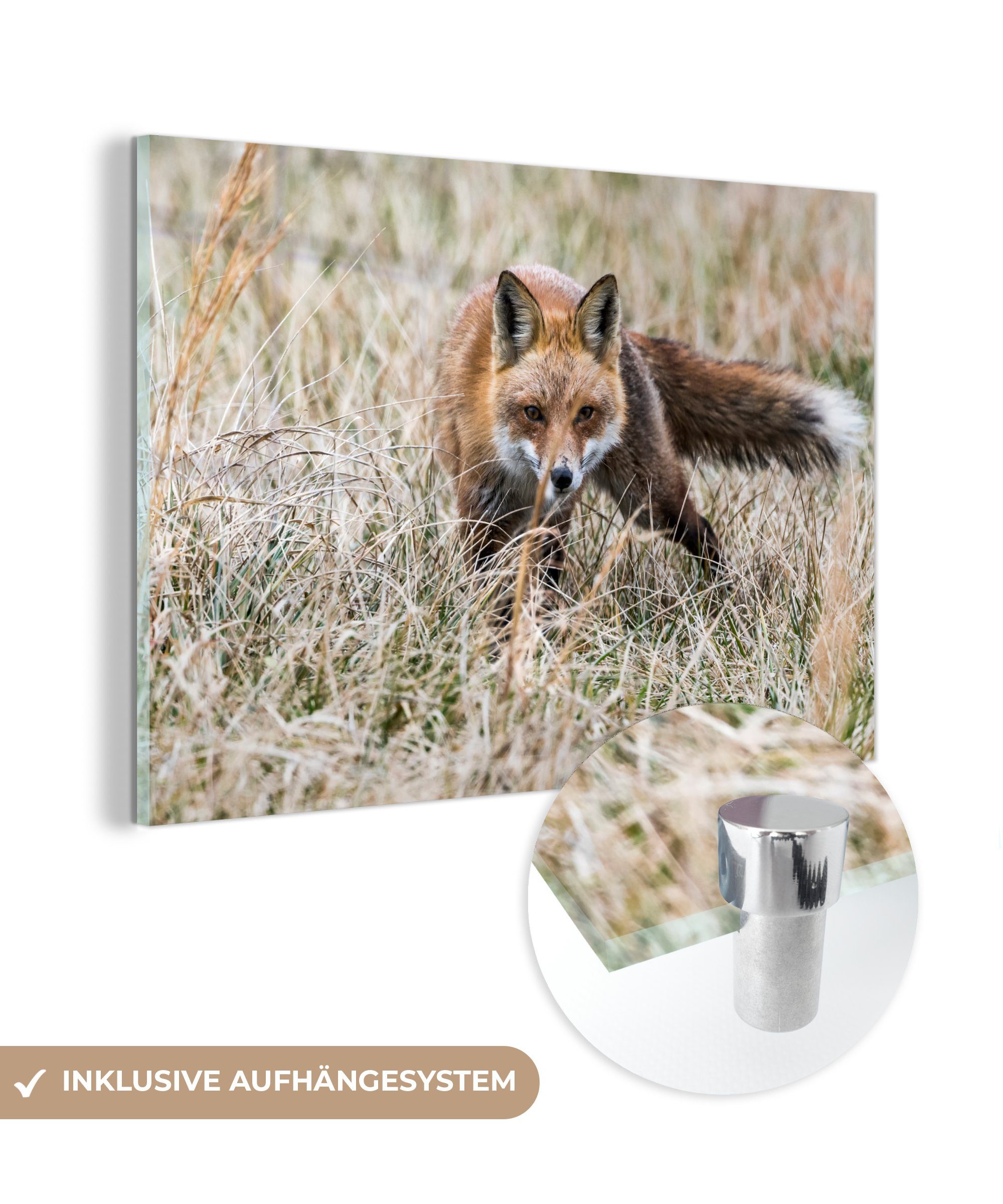 MuchoWow Acrylglasbild Fuchs im Gras, (1 St), Acrylglasbilder Wohnzimmer & Schlafzimmer