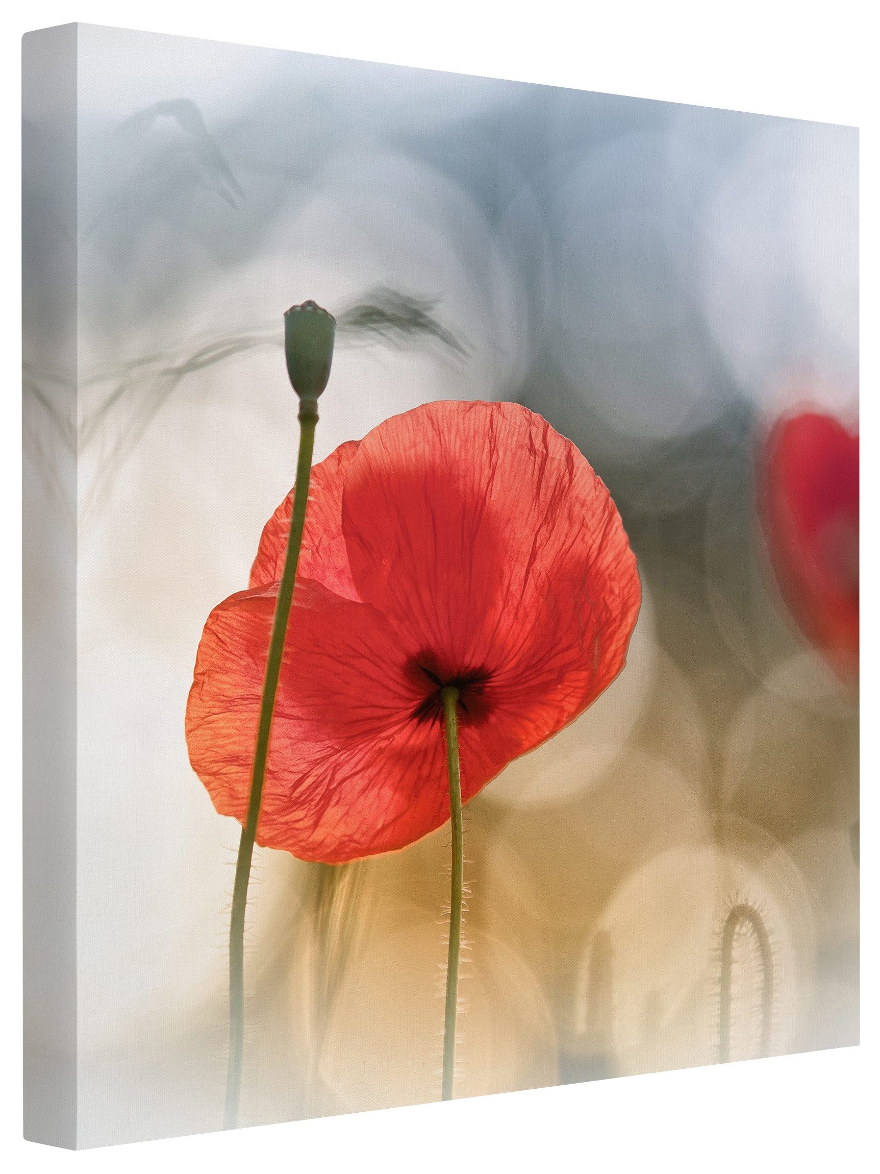 Bilderdepot24 Leinwandbild Blume Natur Modern Mohnblumen rot Bild auf Leinwand Groß XXL, Wohnzimmer Schlafzimmer Küche Flur Wandbild Kunstdruck Wanddeko Druck