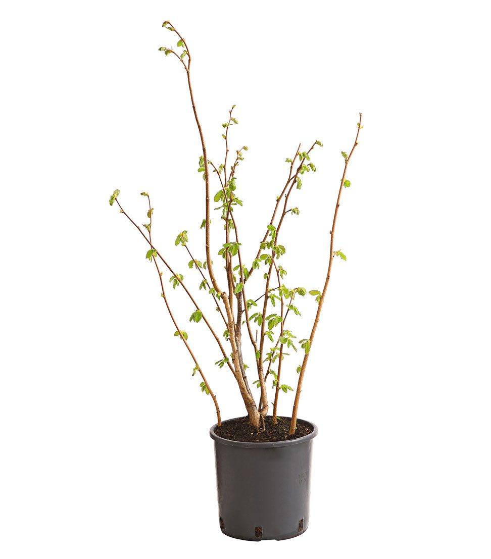 Dehner Obstpflanze Haselnuss Hallesche Riesen, Corylus avellana, große braune Nüsse