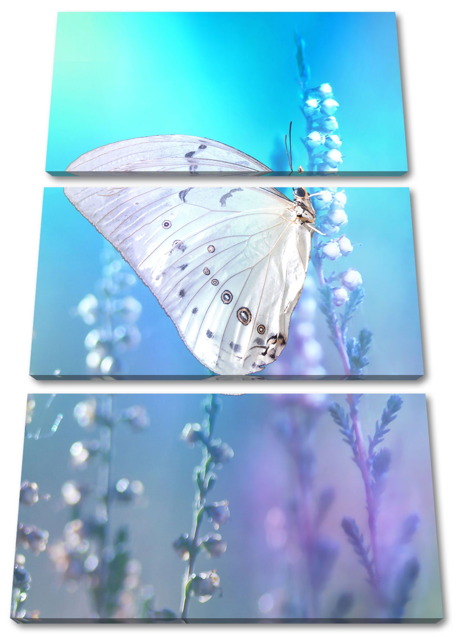 auf Blütenknospen Leinwandbild (1 Blütenknospen, auf 3Teiler inkl. bespannt, Leinwandbild Schmetterling St), Zackenaufhänger fertig (120x80cm) Schmetterling Pixxprint