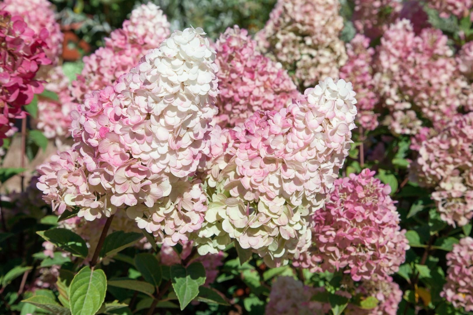 Thumbnail - Pflanzen für Dich Gehölze Hydrangea pan. Sundae Fraise, 1 St., Rispenhortensie