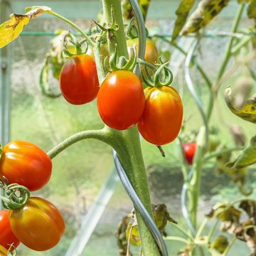 Kubus Kräuterspirale Tomatenspiralstäbe, Pflanzstab (10 St), Voll verzinkt