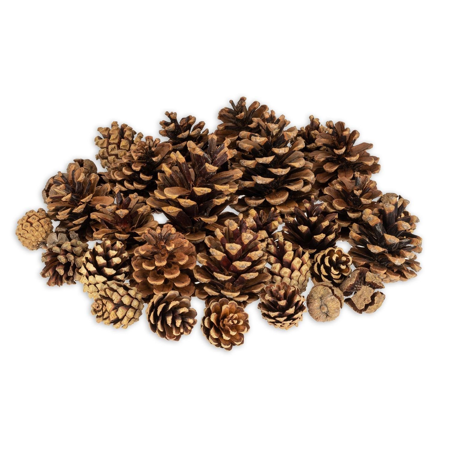 NaDeco Bastelnaturmaterial Tannenzapfen-Mix verpackt mit 400g Zapfenmischung