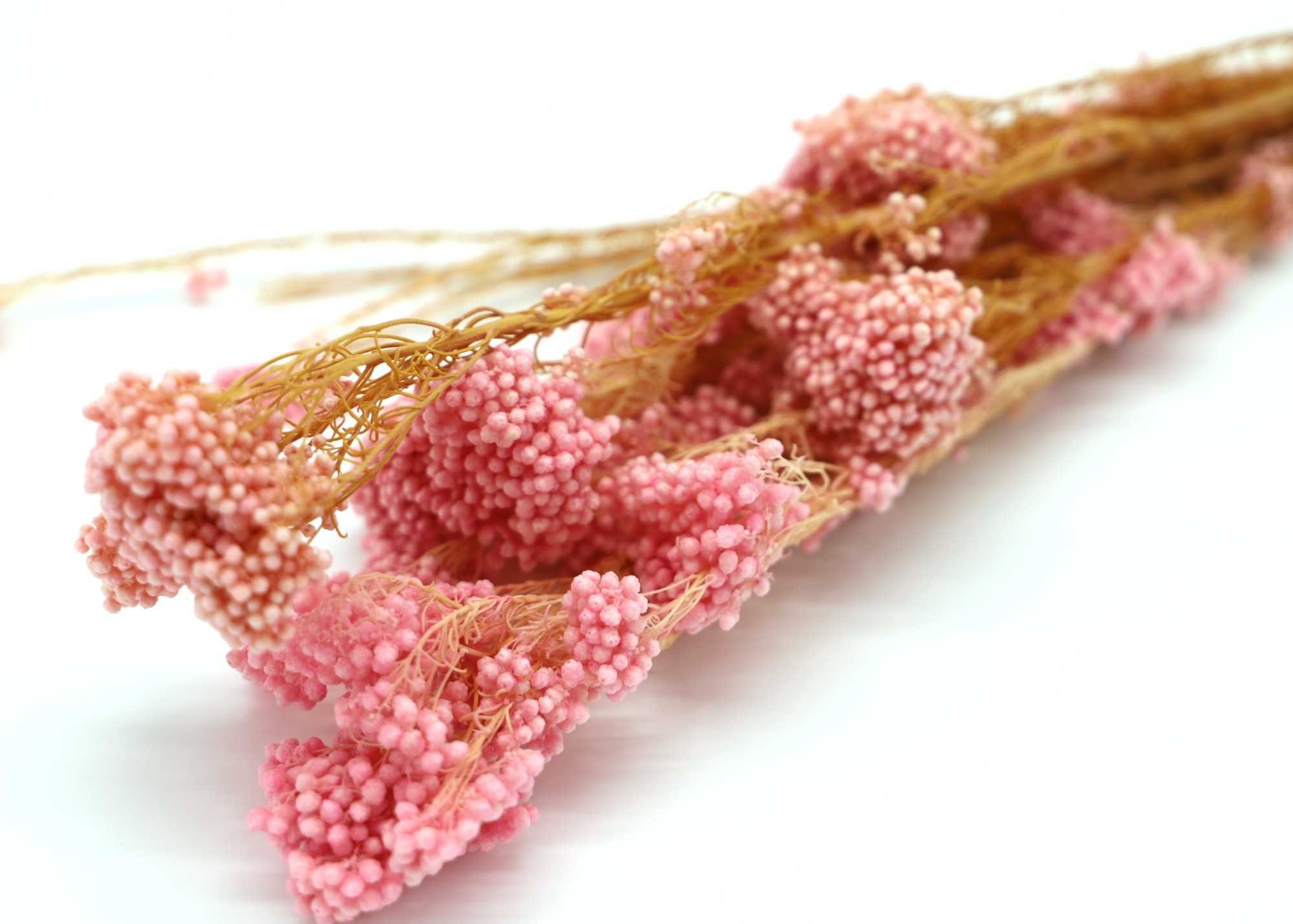 Trockenblume Reisblume Getrocknet - Rosa, Kunstharz.Art