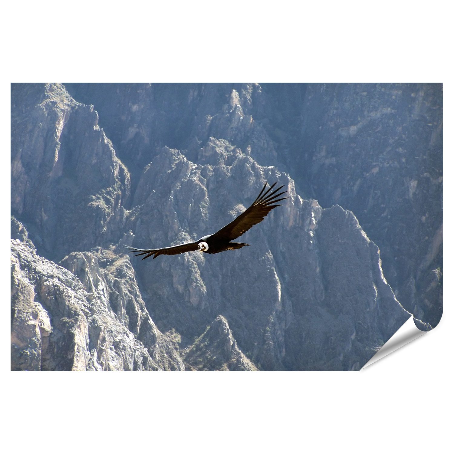 Poster Kondor Bilder