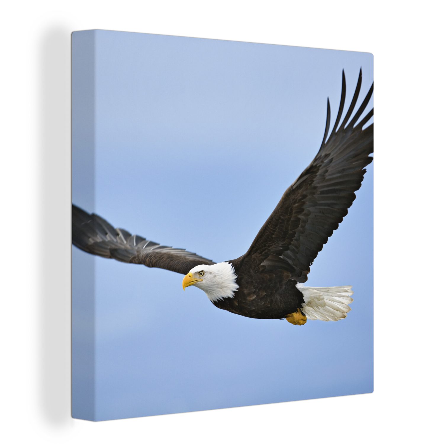 OneMillionCanvasses® Leinwandbild Ein fliegender Weißkopfseeadler, (1 St), Leinwand Bilder für Wohnzimmer Schlafzimmer