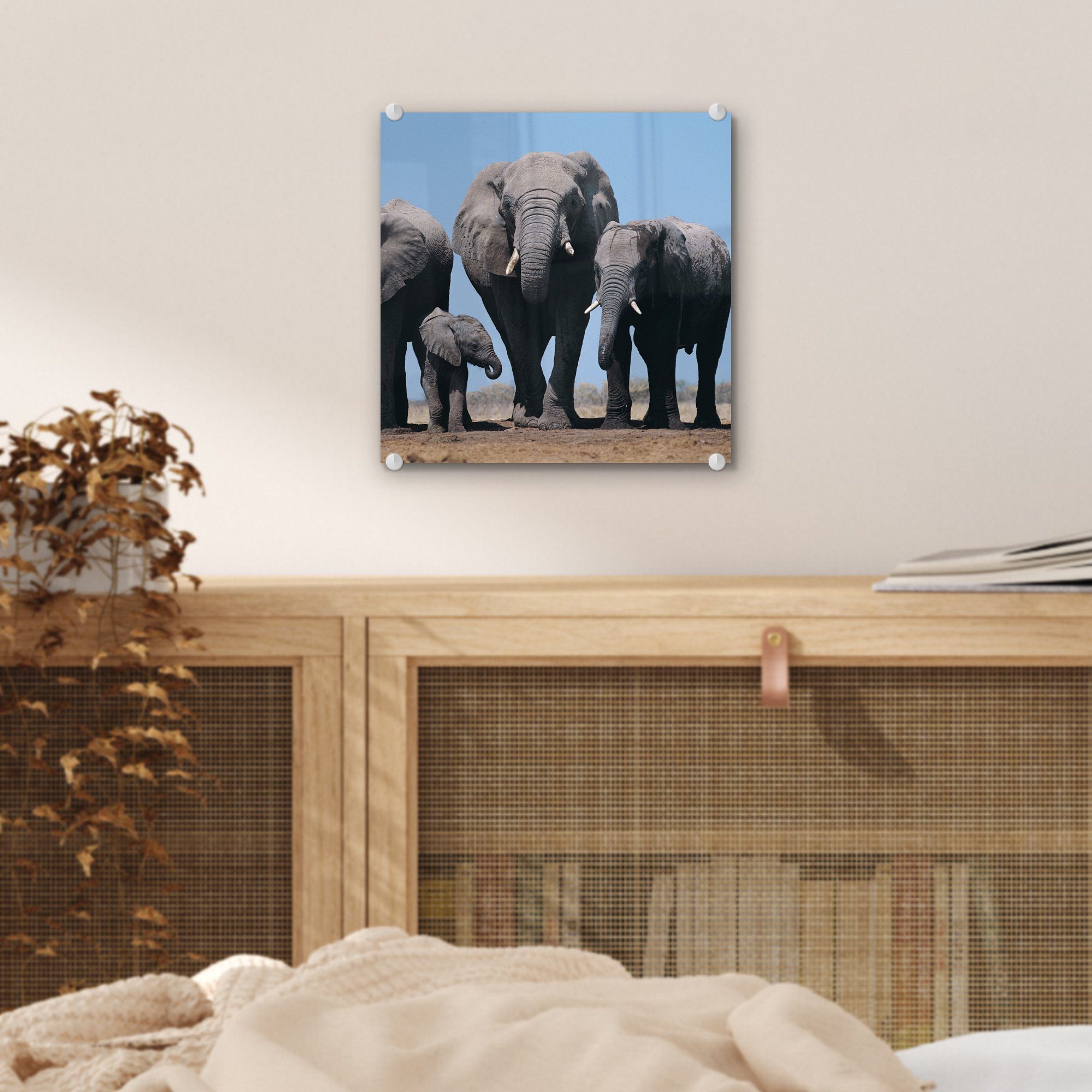 Glas - - (1 - Prärie - MuchoWow Tiere Wandbild - Natur, Glas Glasbilder - Bilder Elefant Foto St), Wanddekoration auf Acrylglasbild auf