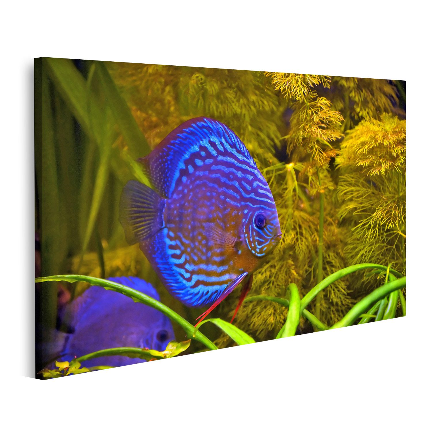 Leinwandbild Türkisblaue Diskusfische Aquarium Hintergrund Bilder