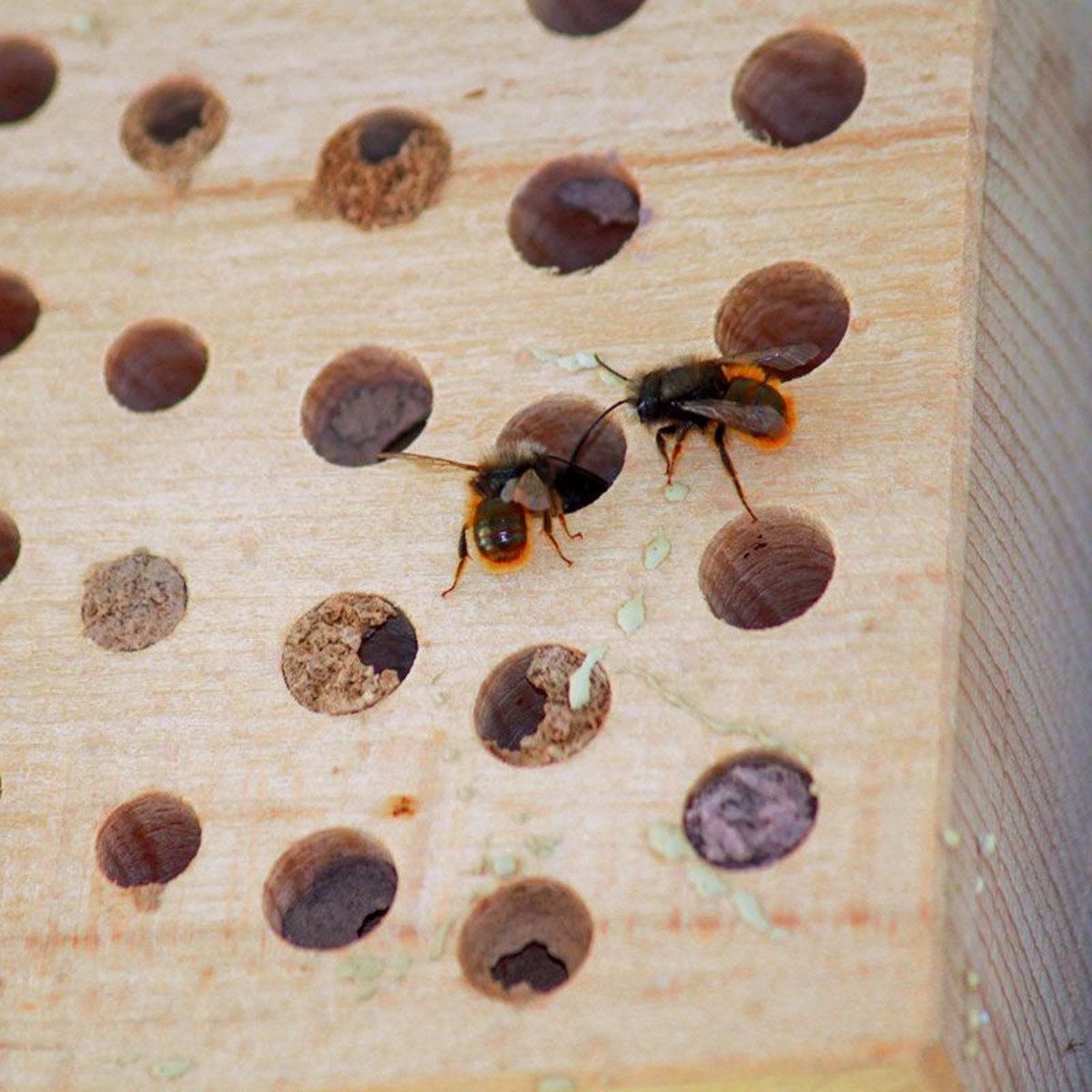 Schwegler Insektenhotel Naturschutzprodukt Insektennistholz Hartholz H 24 cm Insektennistblock