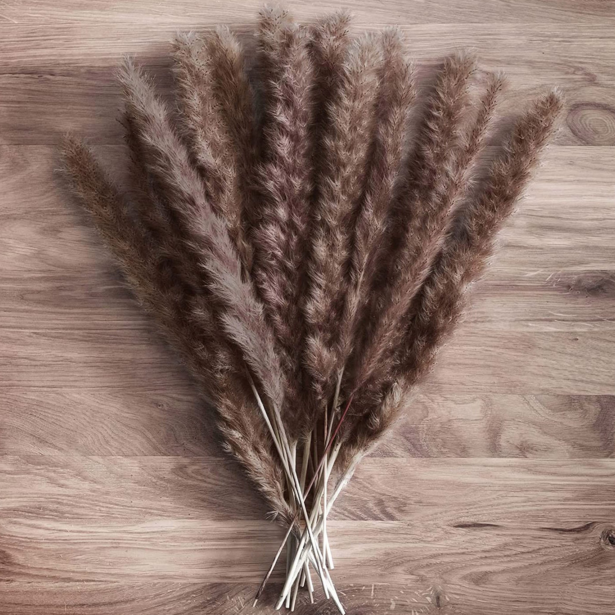 Trockenblume Trockenpflanzen, Pampasgras getrocknet, Schilfgras Deko 30 Stü günstig online kaufen