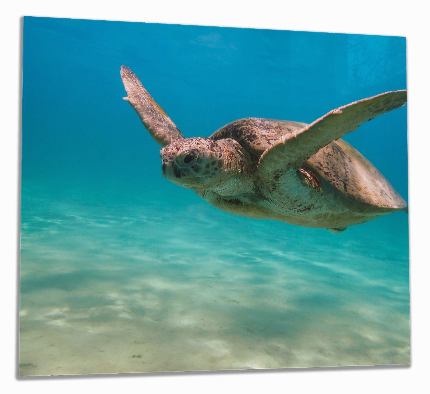 Wallario Herd-Abdeckplatte Meeresschildkröte, ESG-Sicherheitsglas, (Glasplatte, 1 tlg., inkl. 5mm Noppen), verschiedene Größen