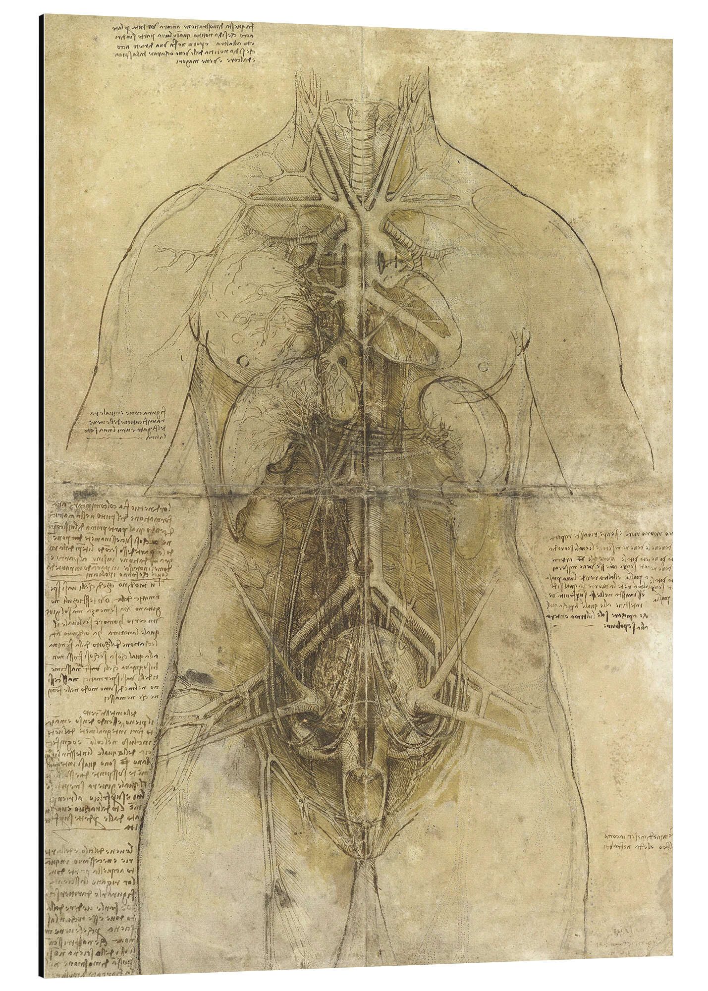 Posterlounge Wandbild Anatomie einer Frau, Leonardo da Vinci, erhältlich als Poster, Leinwandbild, Wandsticker oder Acrylglasbild