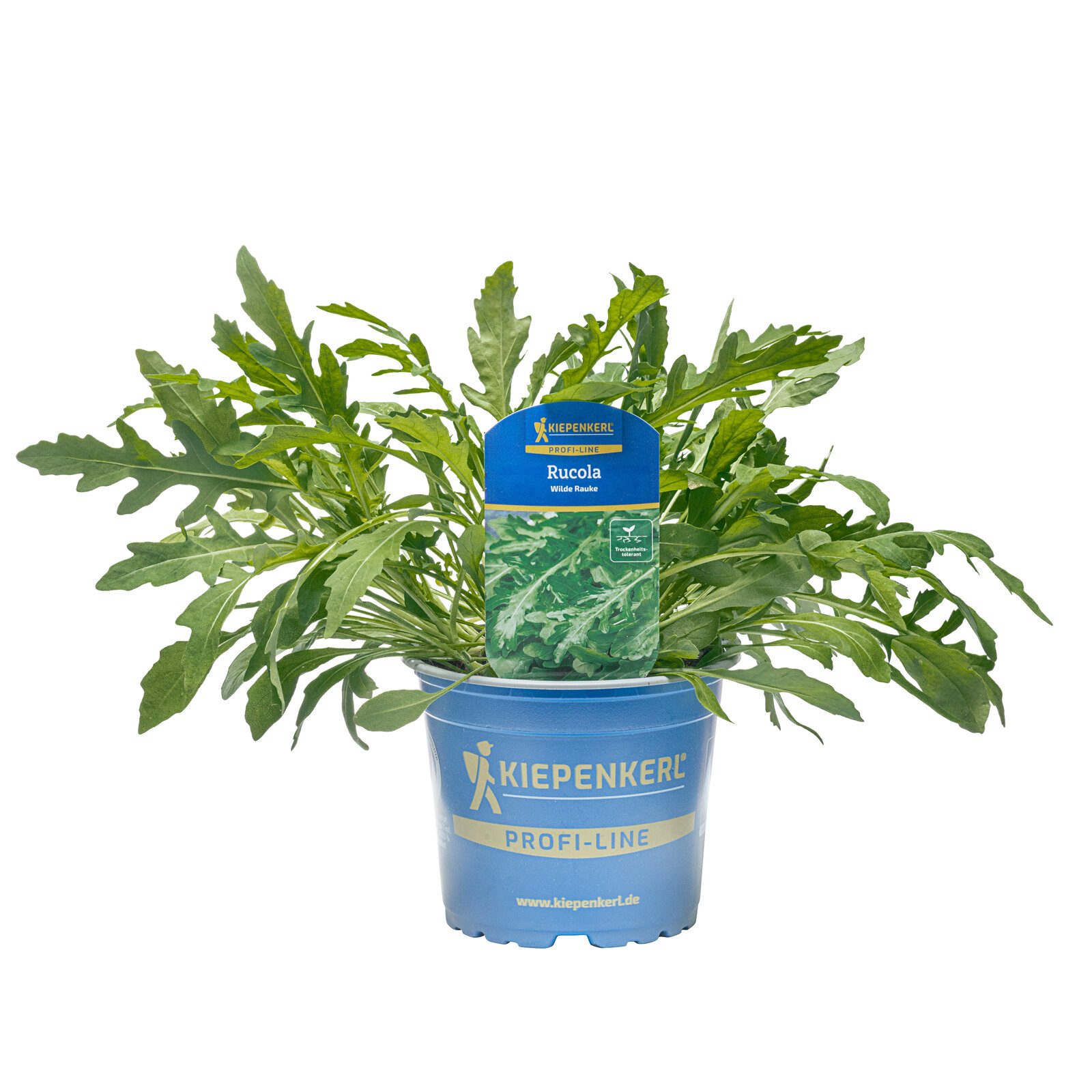 Pflanzen für Dich Gewürzkraut Wilde Rauke 12cm Topf 8er Set