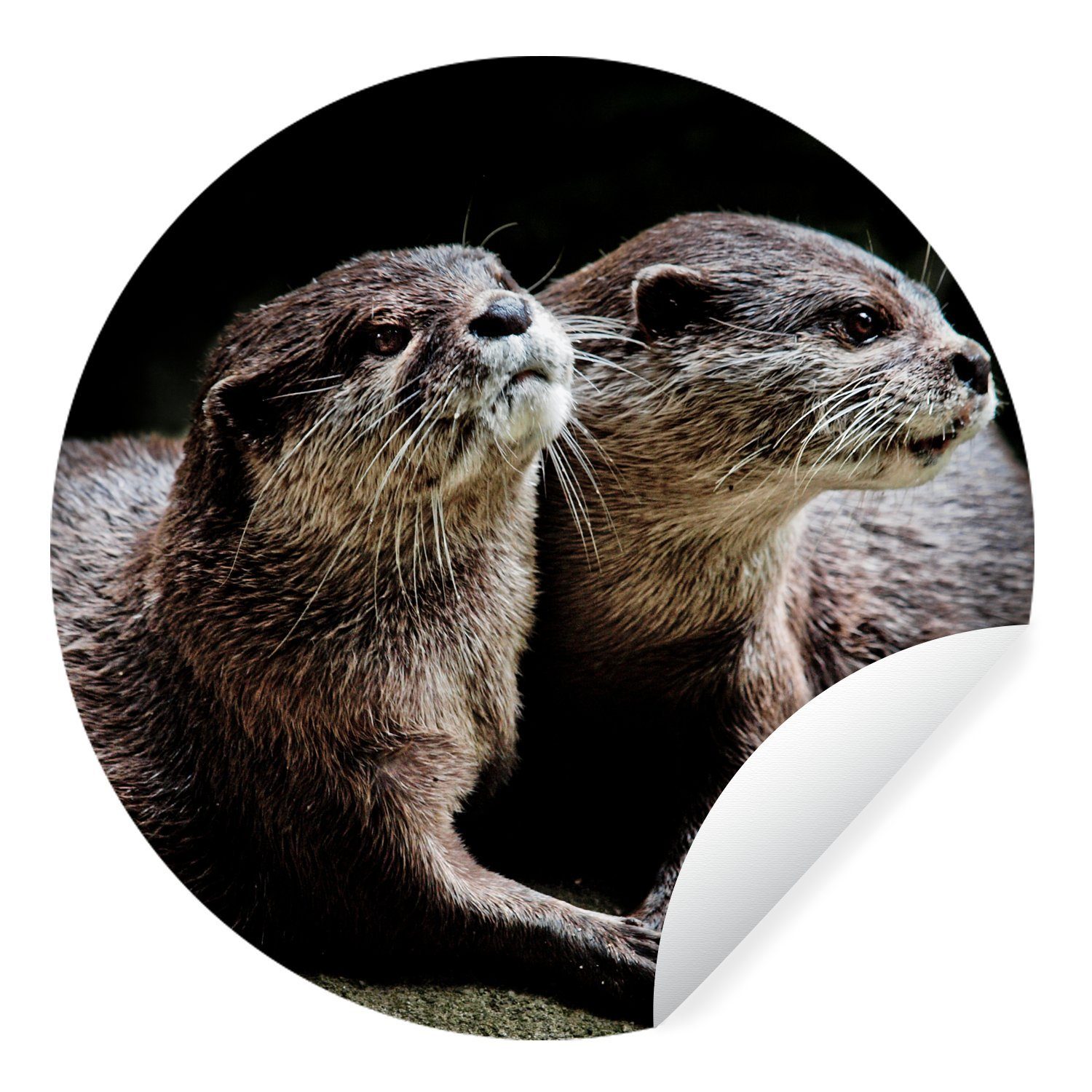 MuchoWow Wandsticker Otter halten sich gegenseitig (1 St), Tapetenkreis für Kinderzimmer, Tapetenaufkleber, Rund, Wohnzimmer