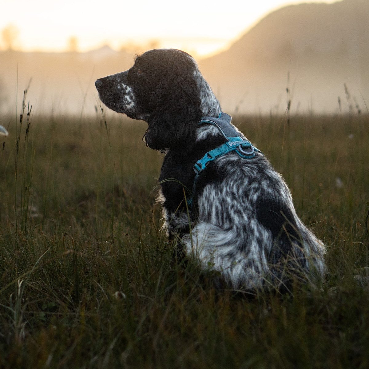 Non-stop dogwear Hunde-Geschirr Hundegeschirr Line Harness günstig online kaufen