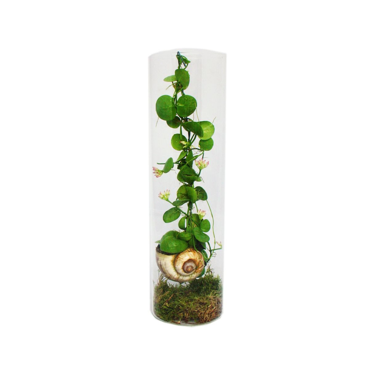 Exotenherz Zimmerpflanze Snaily Die Schneckenhauspflanze Dischidia pectenoides im Acrylglas