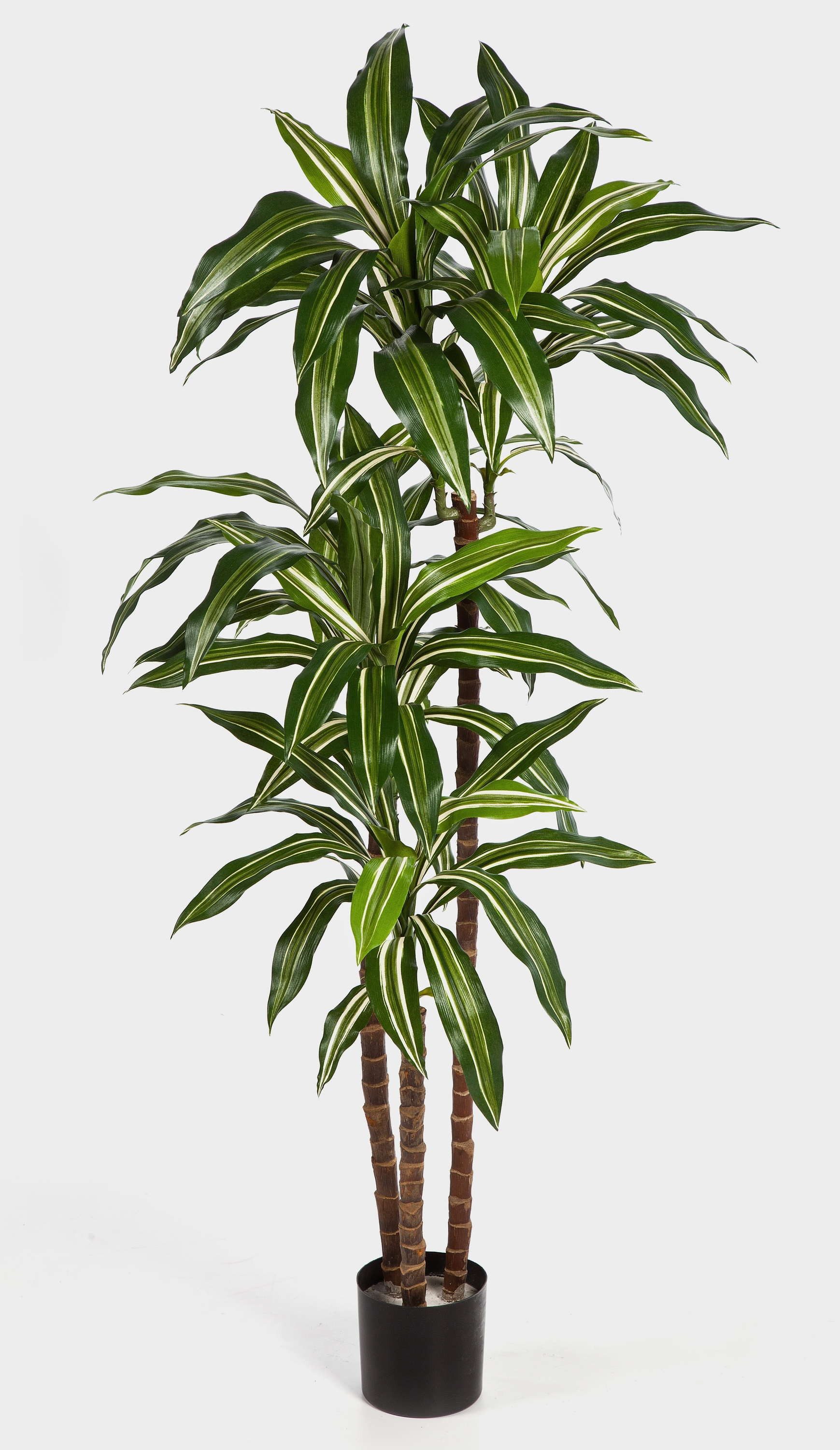 Kunstbaum Deko Dracaena Fragrans Staude, weiß - grün, 150cm Dracaena (Dracaena fragrans), artplants, Höhe 150.0 cm