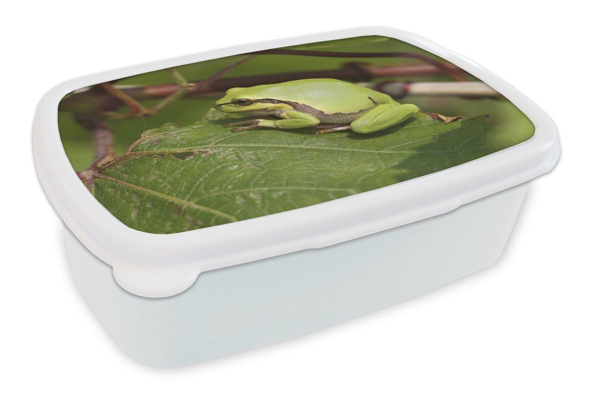 MuchoWow Lunchbox Frosch - Reptilien - Dschungel, Kunststoff, (2-tlg), Brotbox für Kinder und Erwachsene, Brotdose, für Jungs und Mädchen weiß | Lunchboxen