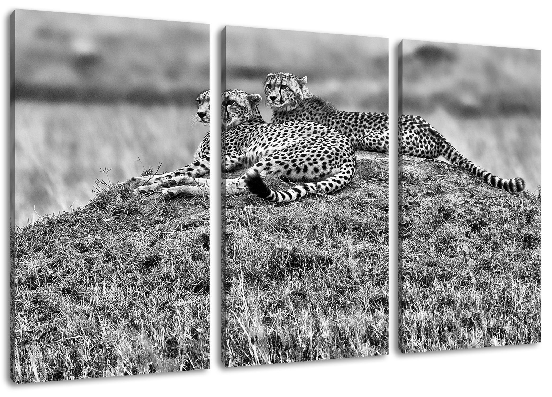Zackenaufhänger 3Teiler fertig (120x80cm) Geparden Stein, Leinwandbild St), Geparden inkl. Pixxprint Leinwandbild auf majestätische auf bespannt, (1 Stein majestätische
