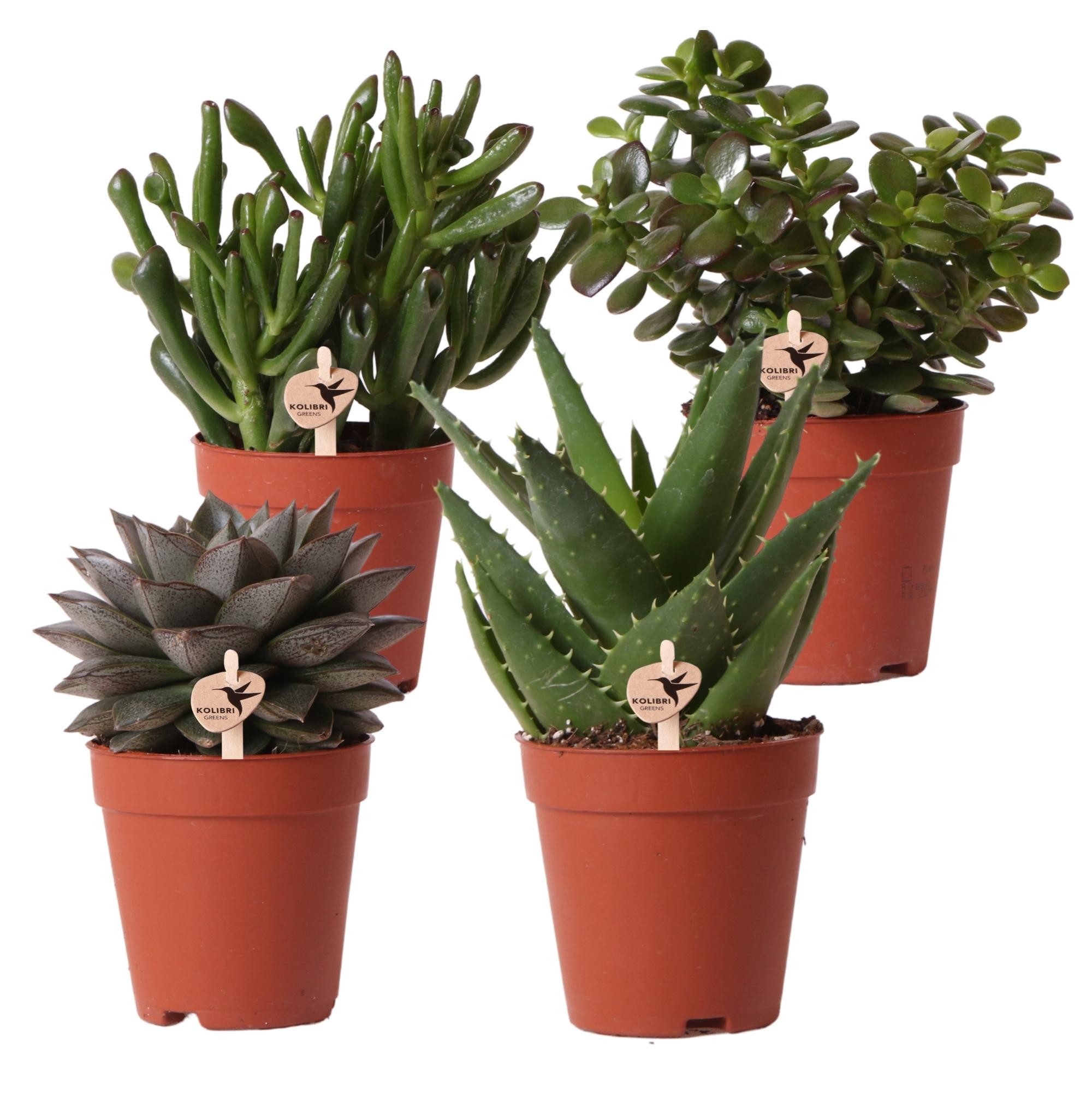 Exotenherz Kaktus Set mit 4 Sukkulenten Grünpflanzen Topfgröße 9cm