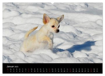 CALVENDO Wandkalender Hunde - Treue Freunde für´s Leben (Premium, hochwertiger DIN A2 Wandkalender 2023, Kunstdruck in Hochglanz)