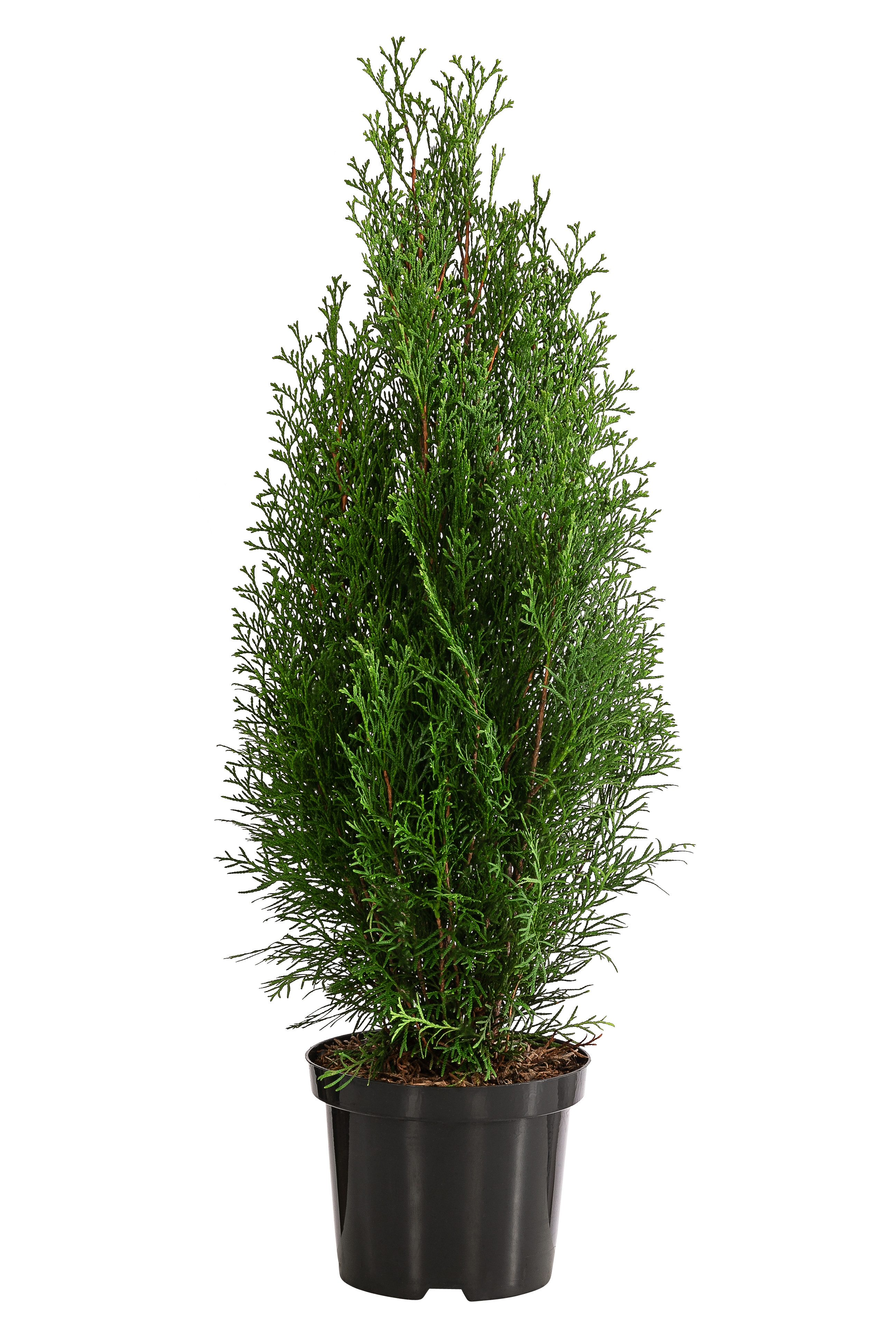 Dehner Hecken Lebensbaum Smaragd, Thuja, 4 x ca. 60 - 70 cm, immergrüne Sichtschutz-Hecke