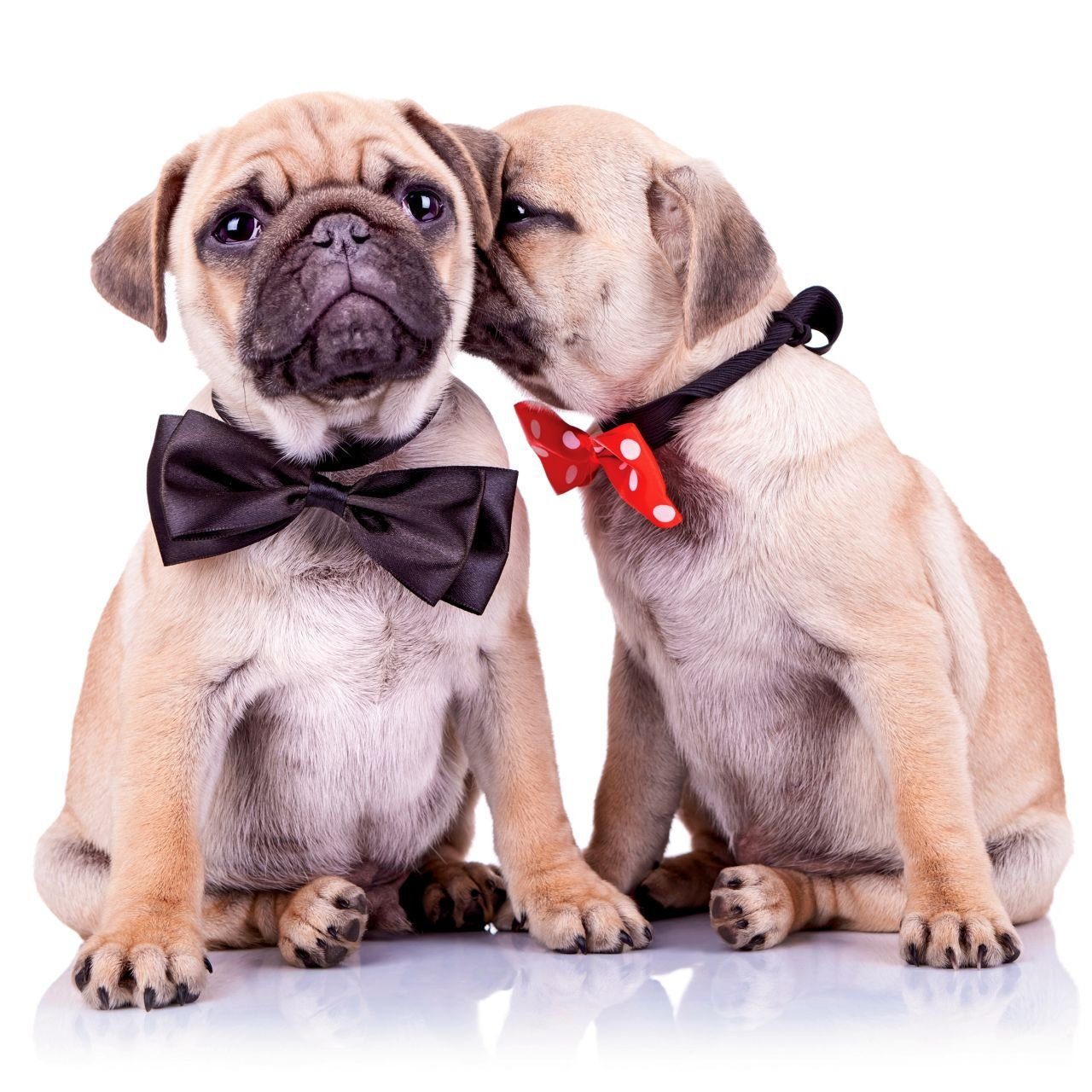 The Wall the art of framing AG Wandbild DecoBlock Bild Couple 39 x