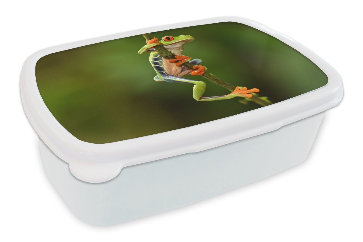 MuchoWow Lunchbox Frosch - Regenwald - Zweig, Kunststoff, (2-tlg), Brotbox für Kinder und Erwachsene, Brotdose, für Jungs und Mädchen weiß