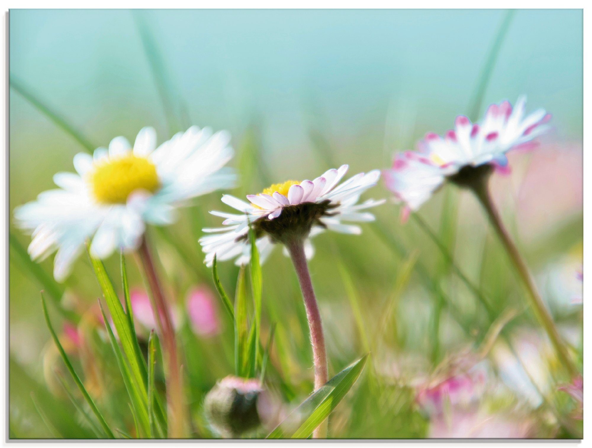 (1 verschiedenen in Blumen Artland Glasbild Gänseblümchen St), Romantik, Größen