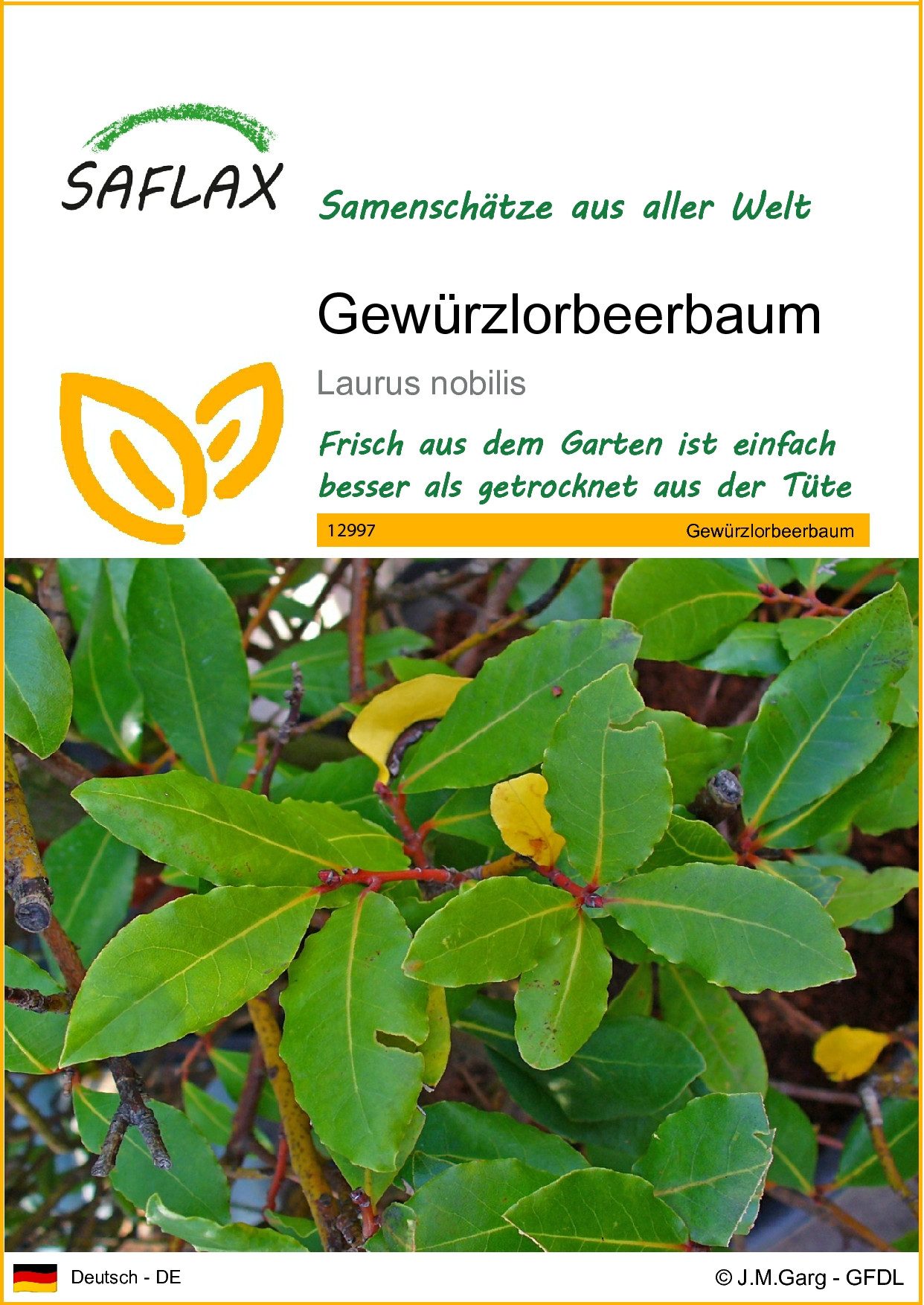 SAFLAX Blumensamen SAFLAX - Samen - Gewürzlorbeerbaum