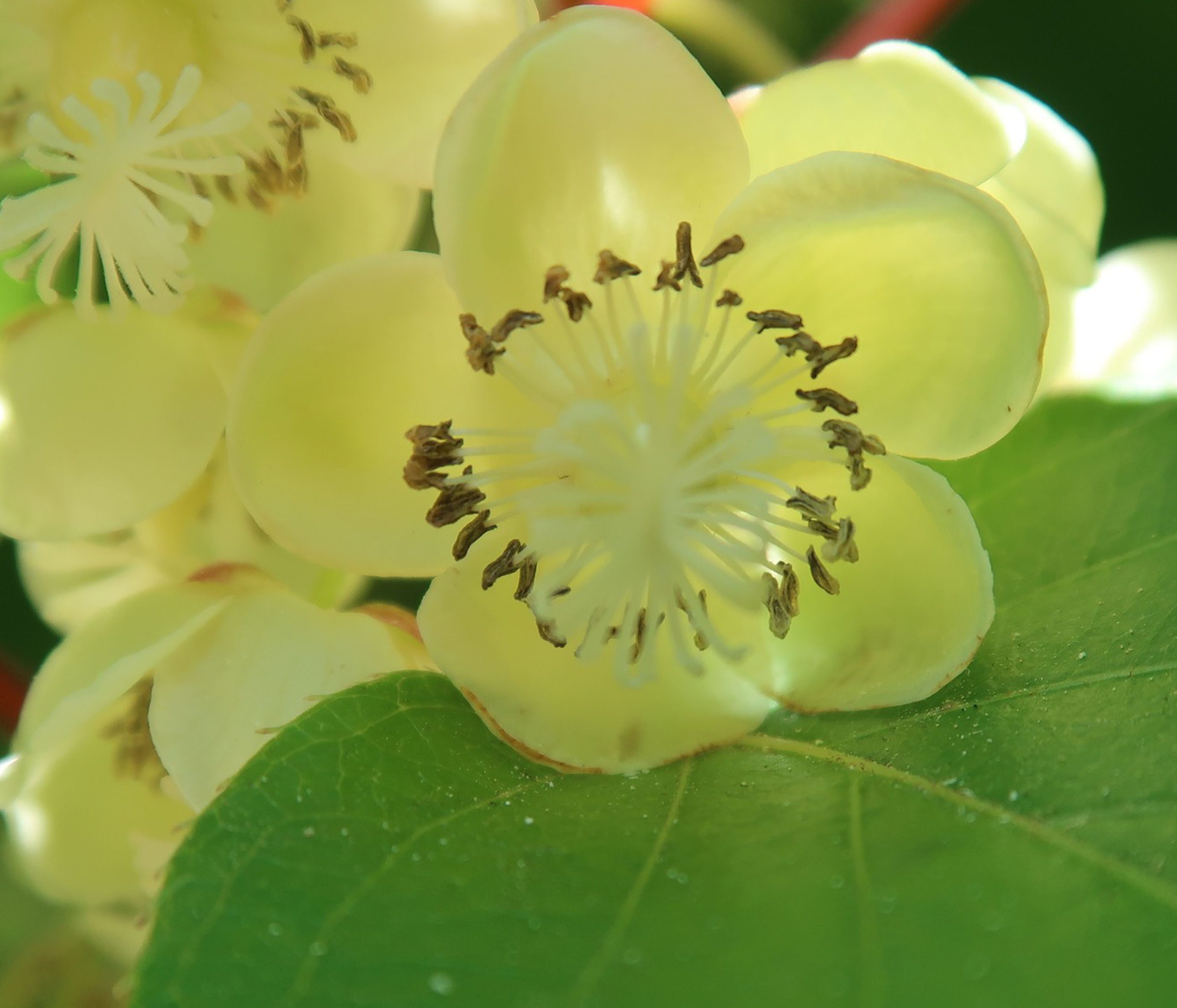 Dehner Obstpflanze Kiwi Nostino, Actinidia arguta, ca. 50-70 cm exkl. Pflanztopf, schnellwachsende Befruchtersorte für Arguta-Sorten