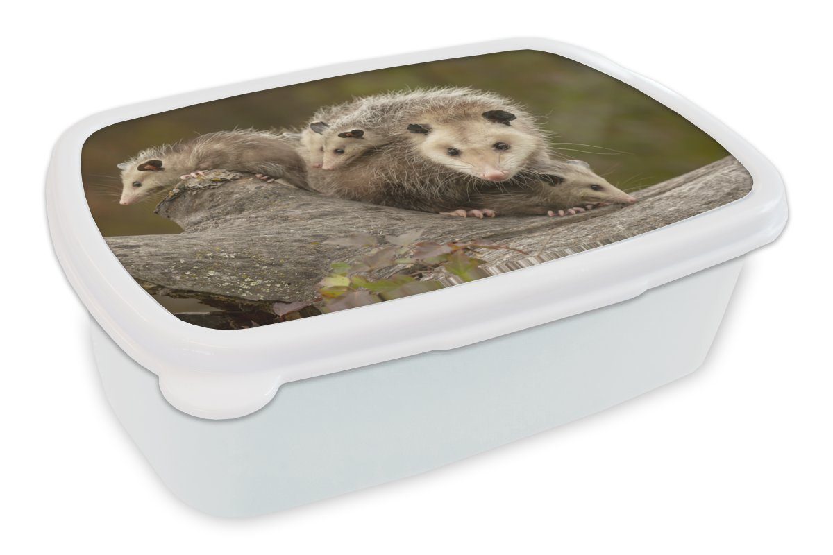 MuchoWow Lunchbox Virginisches Opossum mit Jungen, Kunststoff, (2-tlg), Brotbox für Kinder und Erwachsene, Brotdose, für Jungs und Mädchen weiß | Lunchboxen