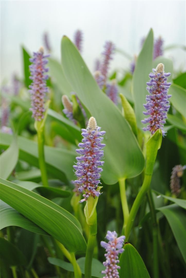 Pflanzen für Dich Staude Pontederia cord. var.lanceolata, 1 St., Herzblättrige Hechtkraut, Pontederie