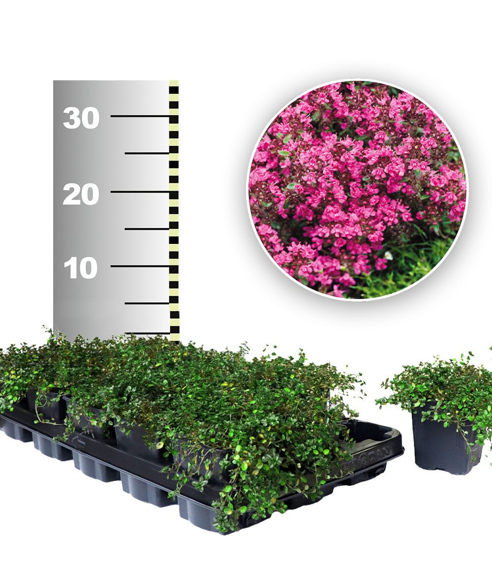 BALDUR Garten Bodendecker Bodendecker-Thymian 50 Stk., 50 St., Gerbirgsthymian, duftend, immergrün, winterhart, mehrjährig