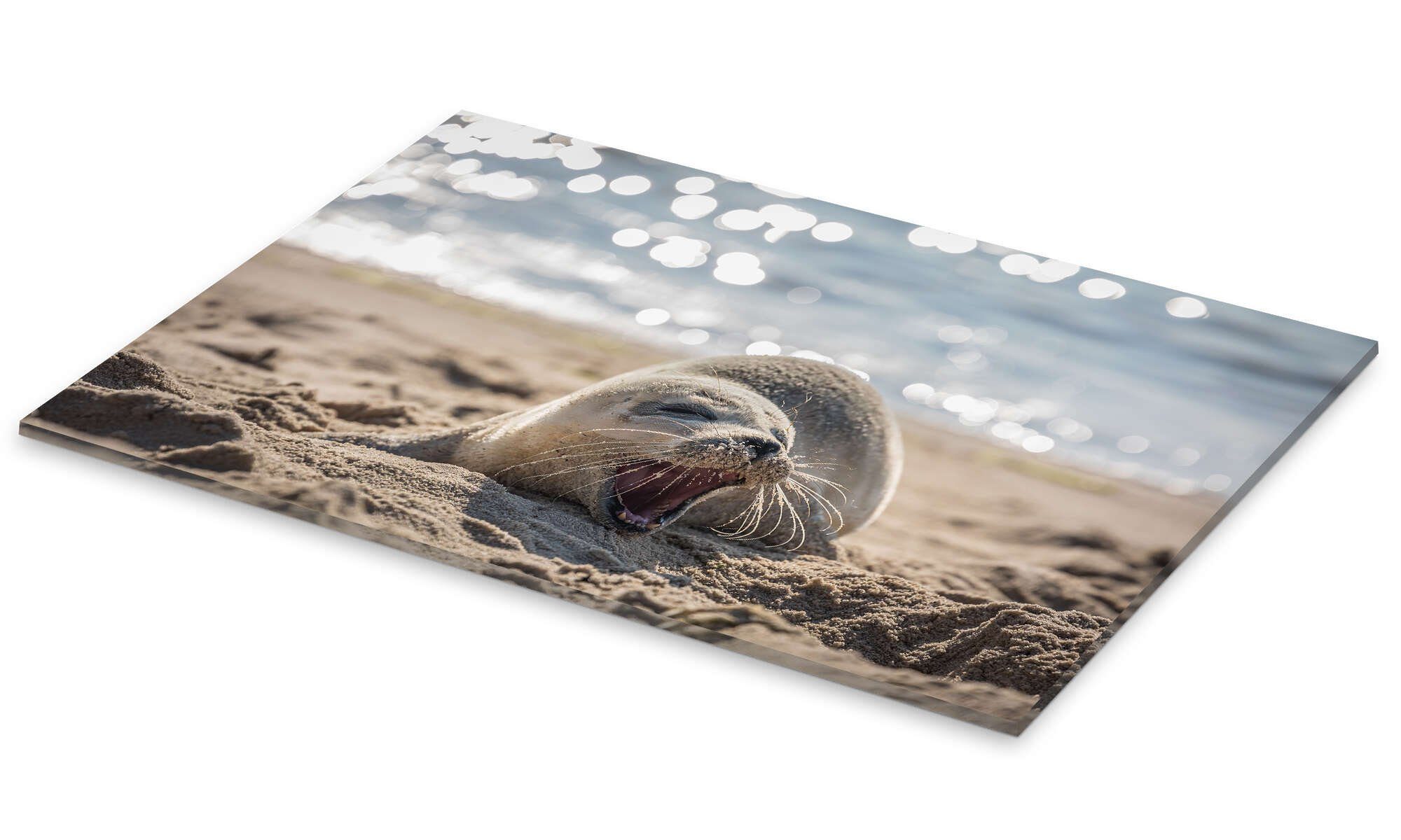 Posterlounge Wandbild Junge Robbe am Strand auf Sylt, Christian Müringer, erhältlich als Poster, Leinwandbild, Wandsticker oder Acrylglasbild – Bild 2 von 5