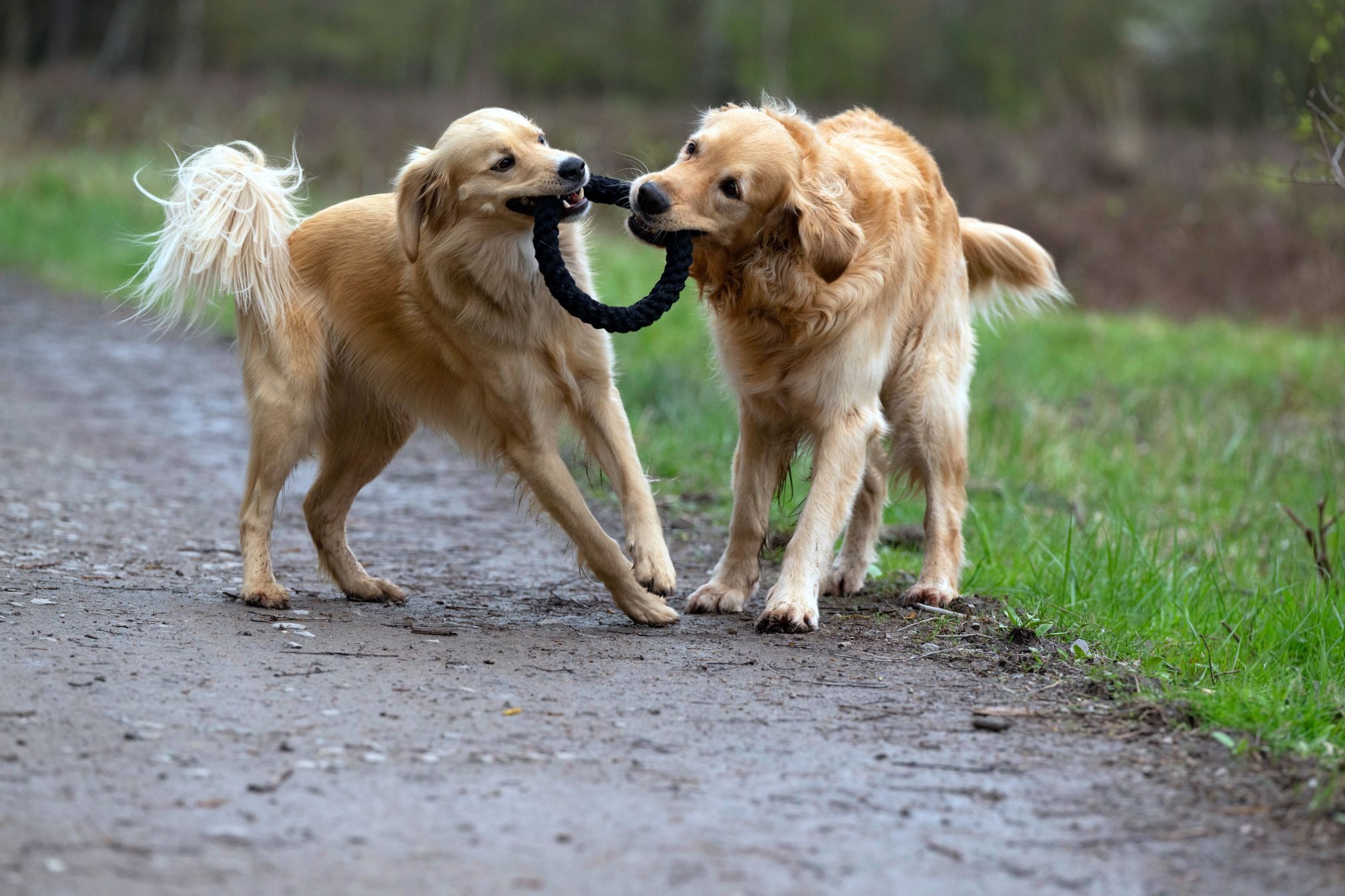 Laboni Outdoor-Spielzeug Laboni Hundespielzeug Ringo Ring günstig online kaufen