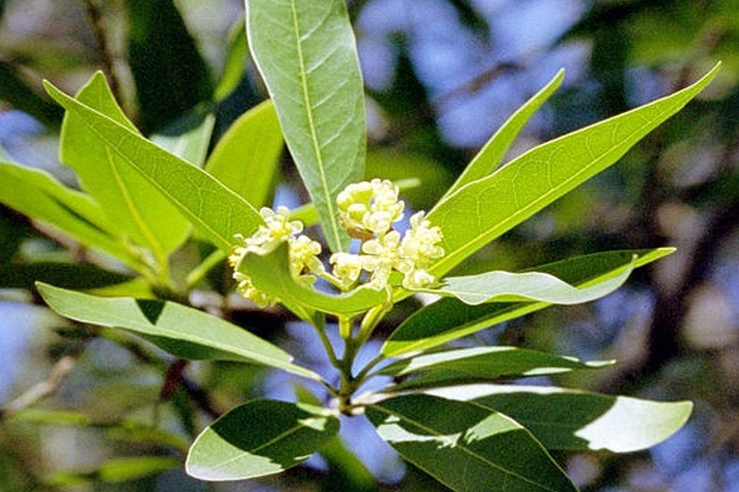 SAFLAX Blumensamen SAFLAX - Samen - Gewürzlorbeerbaum