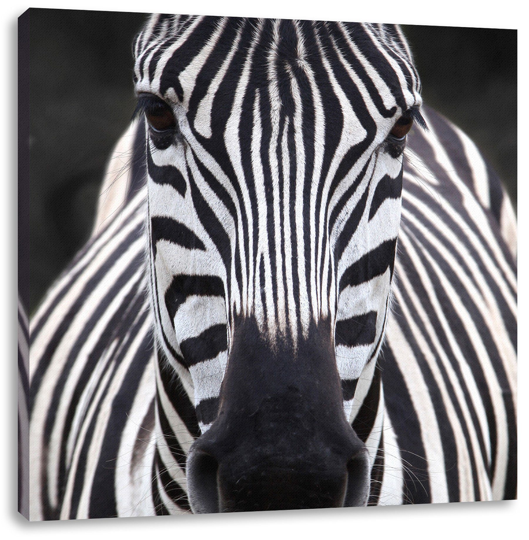 St), Zebra inkl. fertig Leinwandbild Leinwandbild Pixxprint Zackenaufhänger bespannt, Porträt (1 Zebra Porträt,