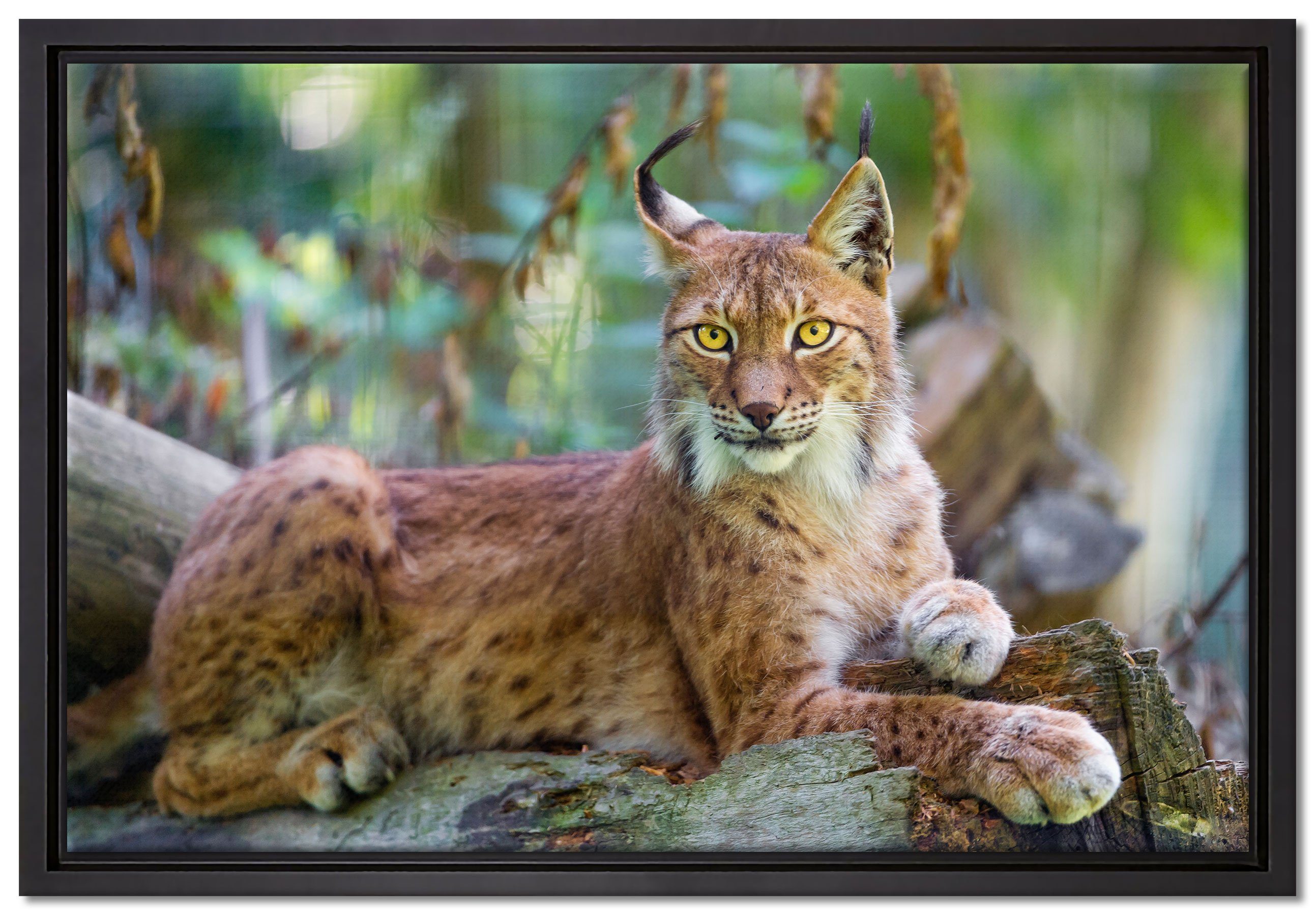 Pixxprint Leinwandbild in Schattenfugen-Bilderrahmen Leinwandbild bespannt, Luchs, Wanddekoration (1 St), Zackenaufhänger einem inkl. gefasst, aufmerksamer fertig