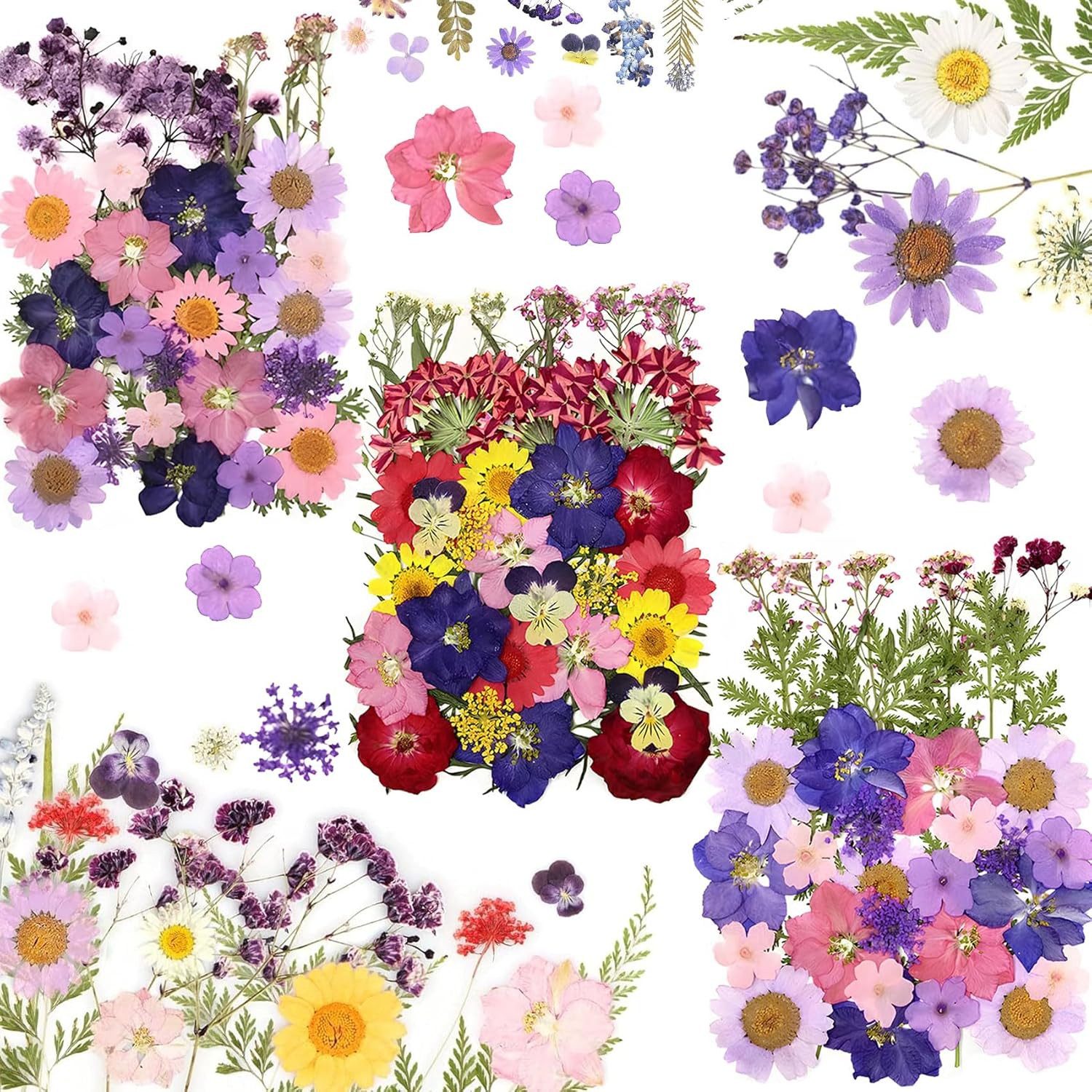 Trockenblume Gepresste Blumen, Getrocknete Blumen, DIY günstig online kaufen