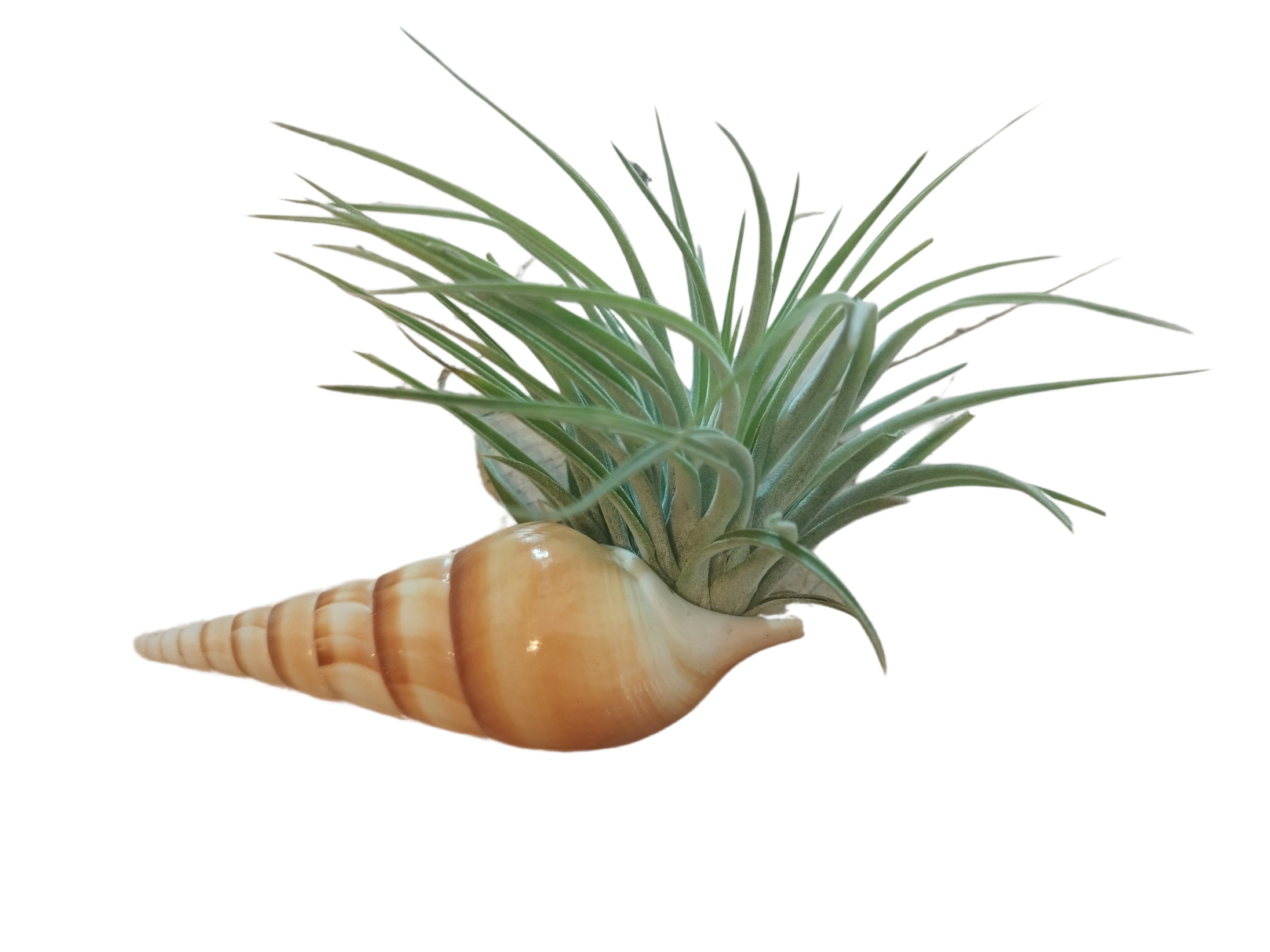 meinvipshop Dekoobjekt Zauberhafte Spindelschnecke mit Tillandsie günstig online kaufen