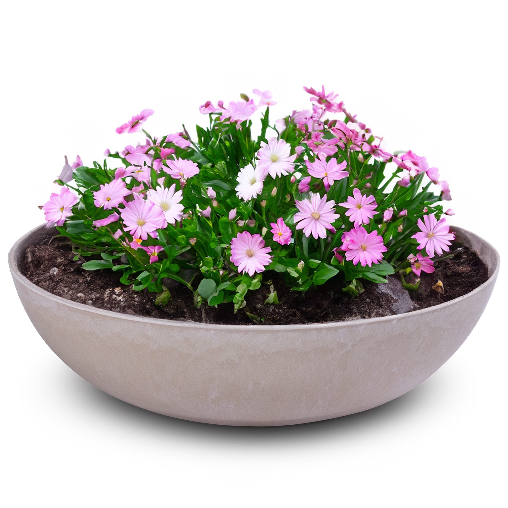 matches21 HOME & HOBBY Blumentopf Runde bauchige 30 cm Pflanzschale für draussen, sand marmoriert (1 St), Wetterfeste Blumen-Schale als moderne Gartendeko Grabschmuck